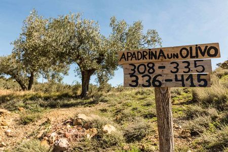 ¡Descubre los campos de olivos centenarios!