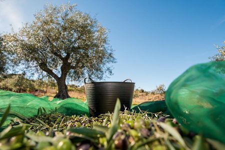 Pasea entre olivares y degusta un AOVE de primera en Formariz (Zamora)