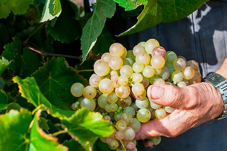 Visita la bodega de Font-rubí y degusta sus vinos en el entorno vitivinícola privilegiado 